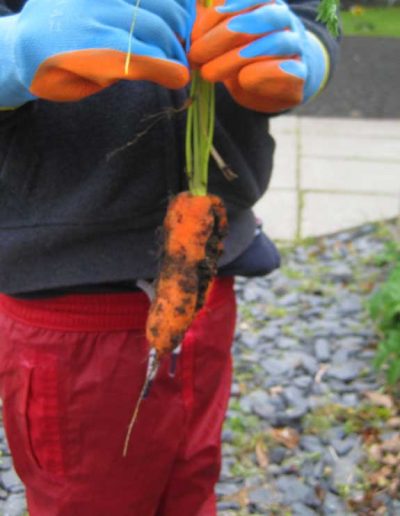 Oakwood Community Pre-school | Gallery | Holding a carrot from veg garden